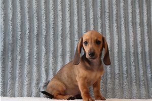 Pepito - Dachshund, Mini for sale