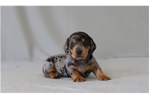 Caspien - Dachshund, Mini for sale