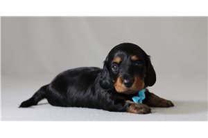 Porter - Dachshund, Tweenie for sale