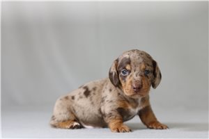 Possum - Dachshund, Tweenie for sale