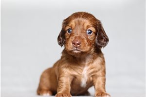 Portia - Dachshund, Mini for sale