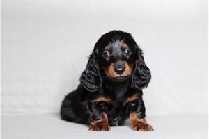 Rick - Dachshund, Mini for sale