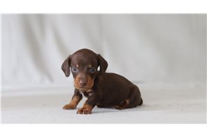 Artie - Dachshund, Mini for sale