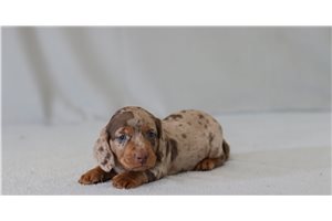 Casper - Dachshund, Mini for sale
