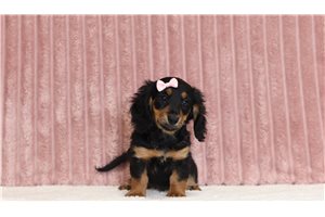 Gizmo - Mini Dachshund for sale