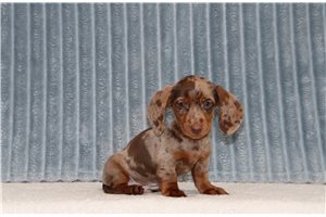 Casper - Mini Dachshund for sale