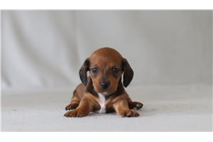 Annabella - Dachshund, Mini for sale