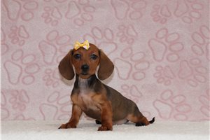 Antoinette - Mini Dachshund for sale