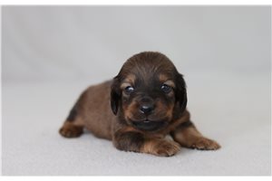Elijah - Dachshund, Tweenie for sale