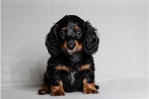 Robyn - Dachshund, Mini for sale