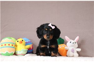 Lily - Dachshund, Mini for sale