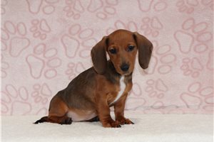 Annabella - Mini Dachshund for sale