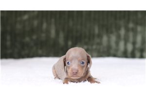 Lyle - Mini Dachshund for sale