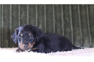 MacGregor - Mini Dachshund for sale