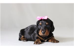 Pansy - Dachshund, Tweenie for sale