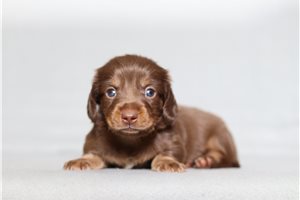 Percy - Dachshund, Mini for sale