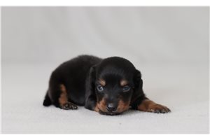Emilio - Dachshund, Tweenie for sale