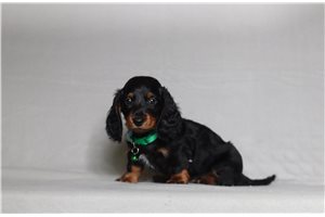 Reid - Dachshund, Mini for sale