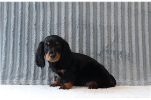 Reid - Dachshund, Mini for sale