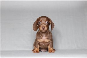 Perry - Dachshund, Mini for sale