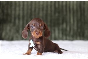 Artie - Dachshund, Mini for sale