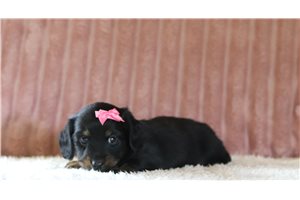 Mabel - Mini Dachshund for sale
