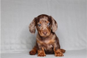 Rexx - Dachshund, Mini for sale