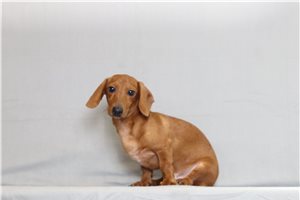 Bastian - Dachshund, Mini for sale