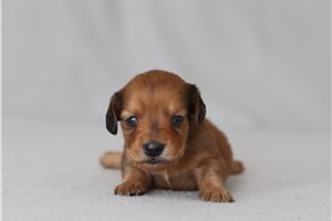 Edward - Dachshund, Tweenie for sale