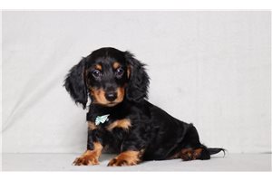 Reggie - Mini Dachshund for sale