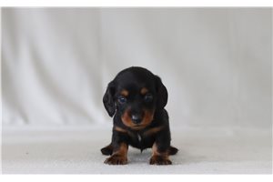 Ashby - Mini Dachshund for sale