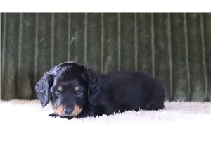 Madden - Mini Dachshund for sale