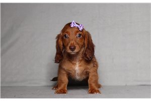 Portia - Dachshund, Mini for sale