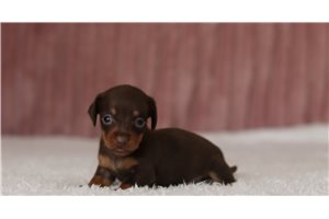 Lillian - Mini Dachshund for sale