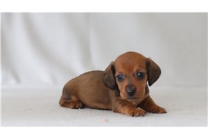 Antoinette - Dachshund, Mini for sale