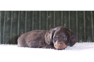 Mack - Mini Dachshund for sale