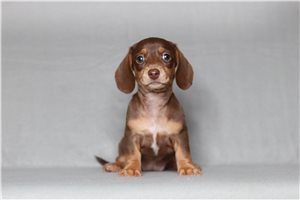 Poppy - Dachshund, Mini for sale