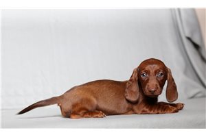 Pixie - Dachshund, Mini for sale