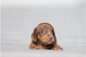 Perry - Dachshund, Mini for sale