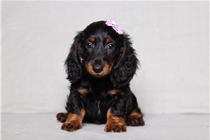 Rona - Mini Dachshund for sale