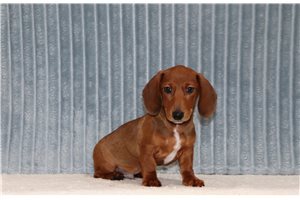 Astro - Mini Dachshund for sale