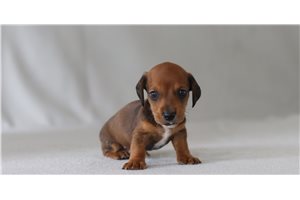 Astro - Dachshund, Mini for sale