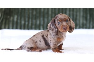 Goldie - Mini Dachshund for sale