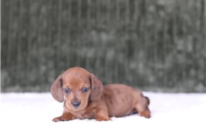 Dorrin - Dachshund, Mini for sale