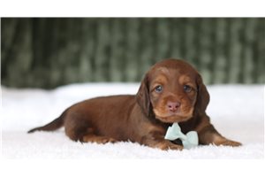 Gibson - Mini Dachshund for sale