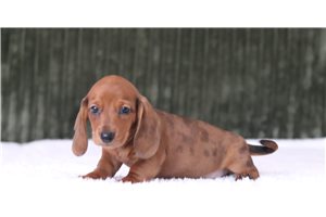 Dorrin - Mini Dachshund for sale