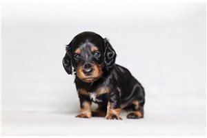 Remi - Dachshund, Mini for sale
