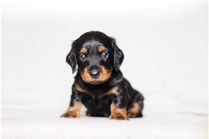 Reggie - Dachshund, Mini for sale