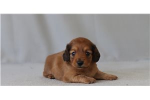 Beta - Dachshund, Mini for sale