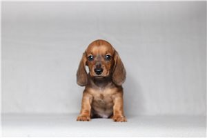 Pepito - Mini Dachshund for sale